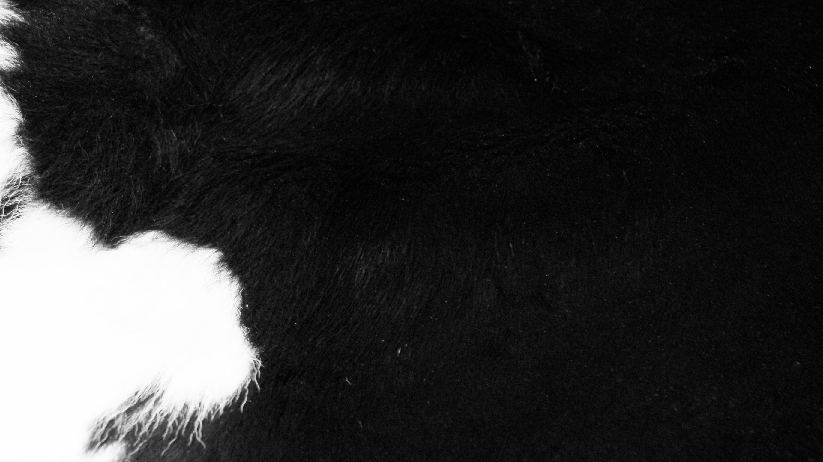 Natural Classic Calfskin Throw Rug | 2'x3' | B